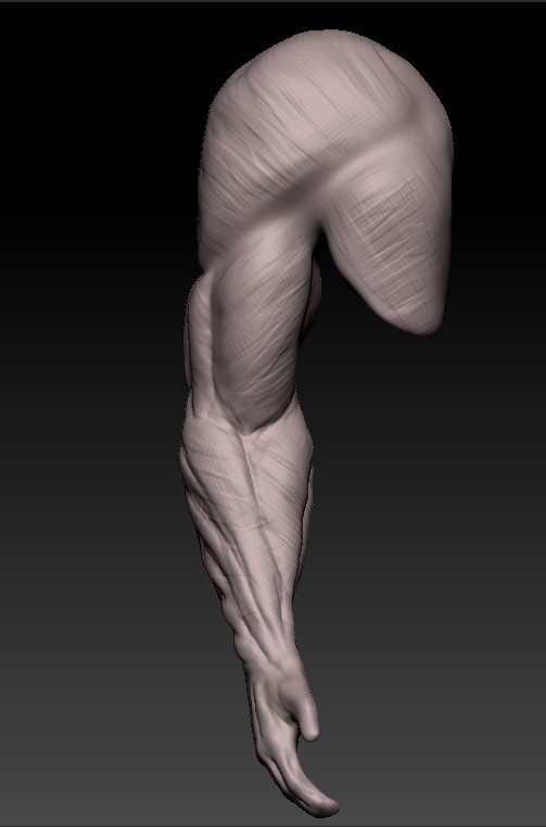 Artstation Human Anatomy Male Arm