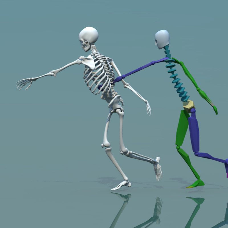 Stephan Plotnicov - 3d Model Human Skeleton