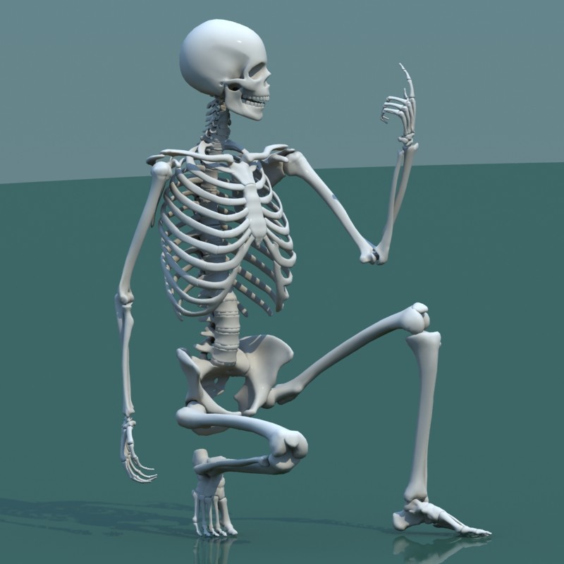 Три д скелет человека. Biped скелет. Скелет человека 3д модель. Скелет 3д анатомия. Скелет человека 3d.