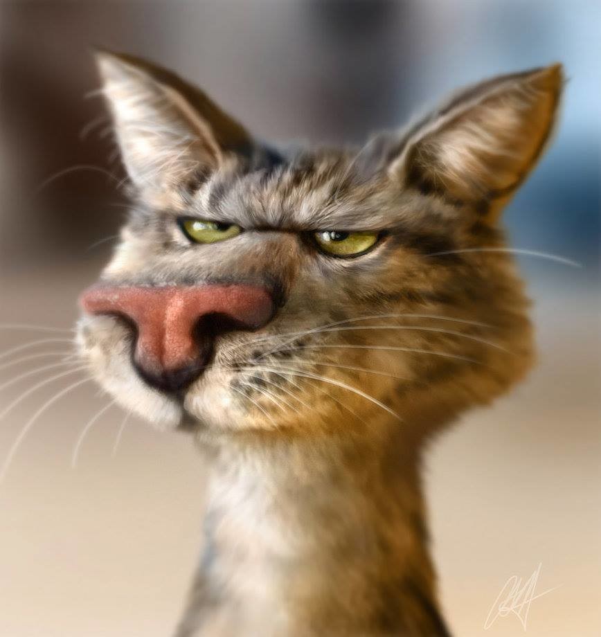 Открытки самые смешные коты