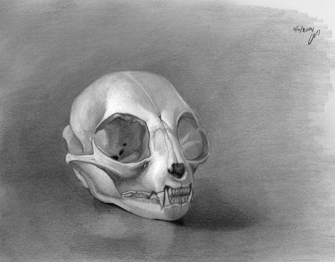 Череп кошки рисунок