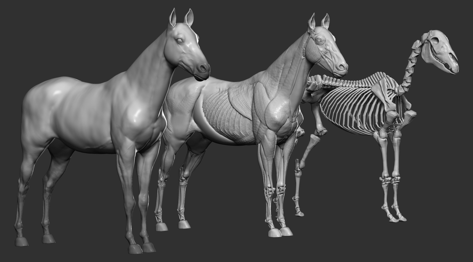 3д модели животных. зебра 3д. анатомия животных збраш. сайгак 3д. 3d model животных.