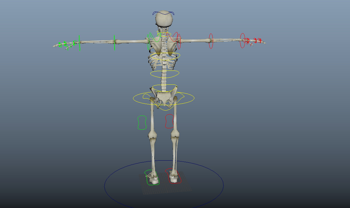 Artstation Skeleton 3d Model Rig Jayson Dean