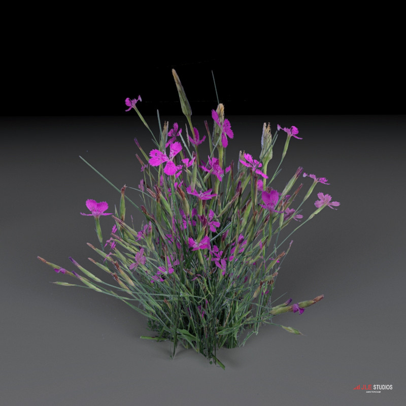 ArtStation Flowers concept artwork in B3D