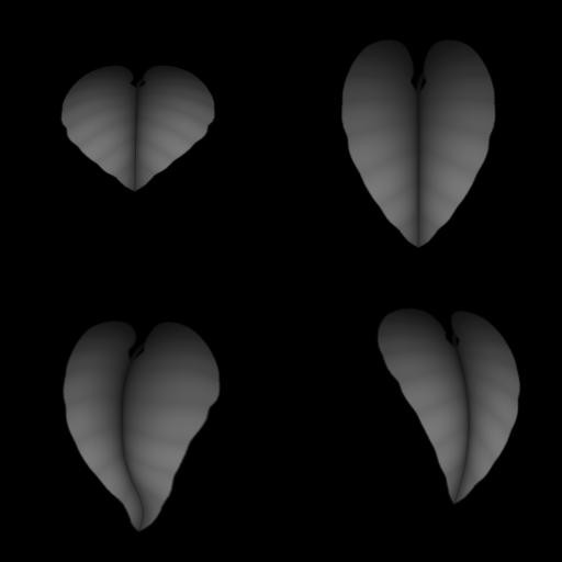Leaf B Height