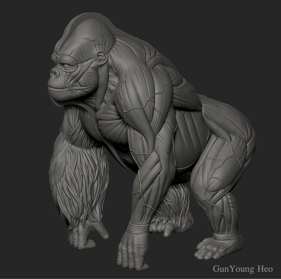 kunyoung heo Gorilla Anatomy & 3D PRINT object