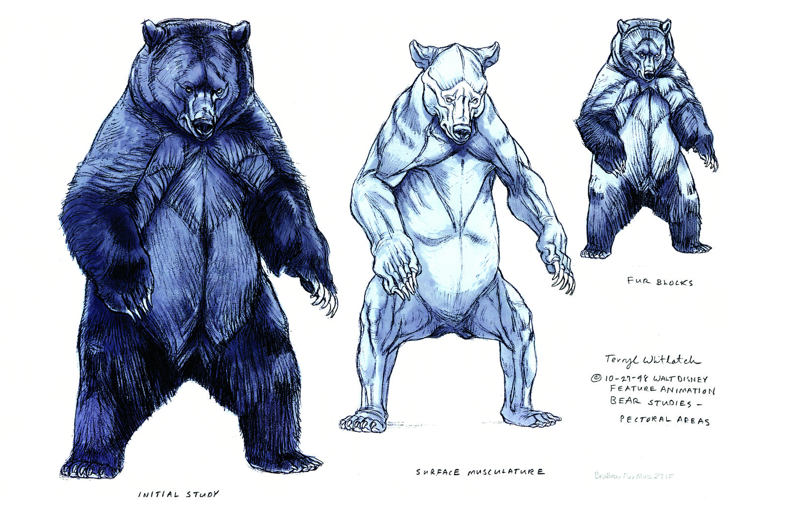 Grizzly Anatomical analysis