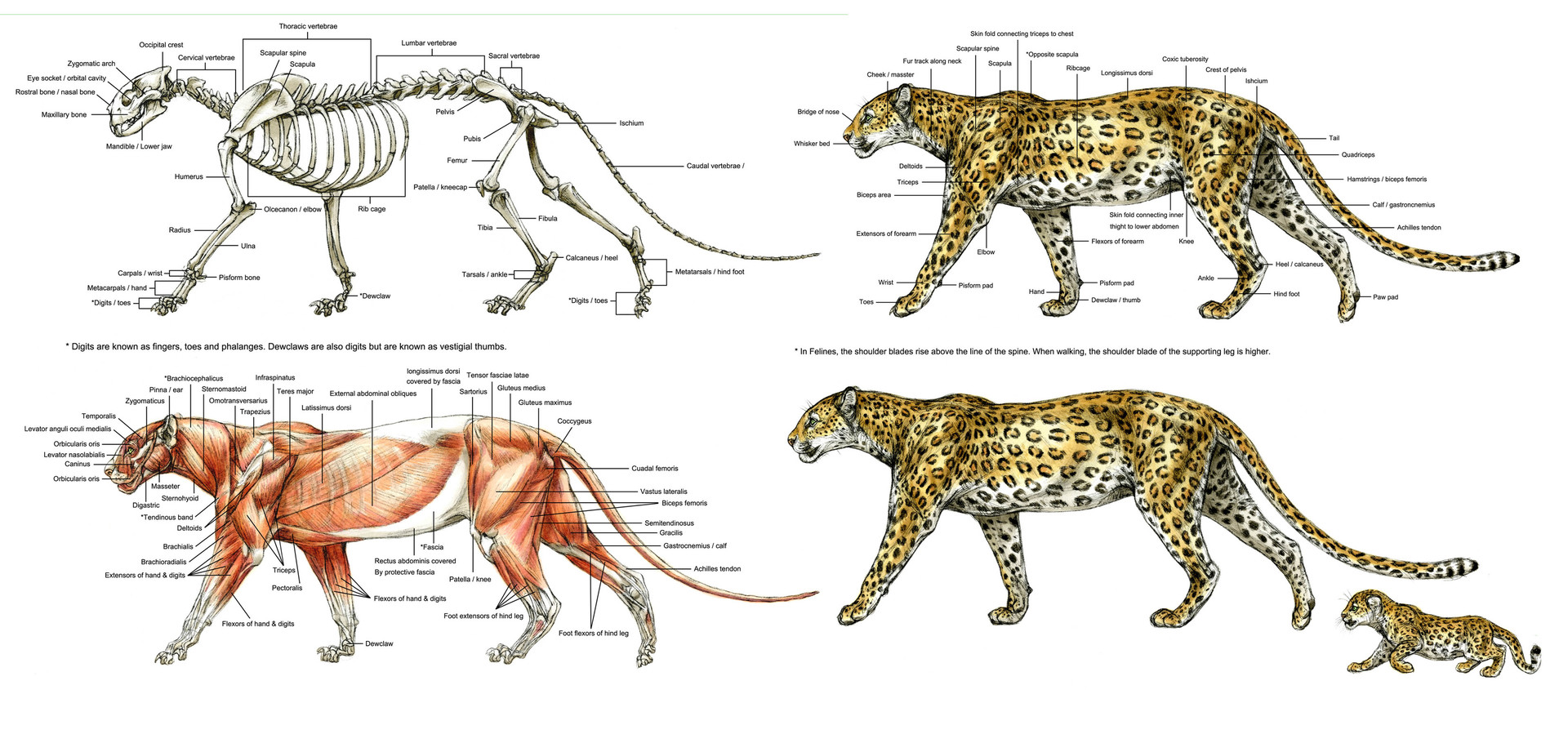 Terryl Whitlatch - Animal Anatomy and Anatomy Sketchbook Studies