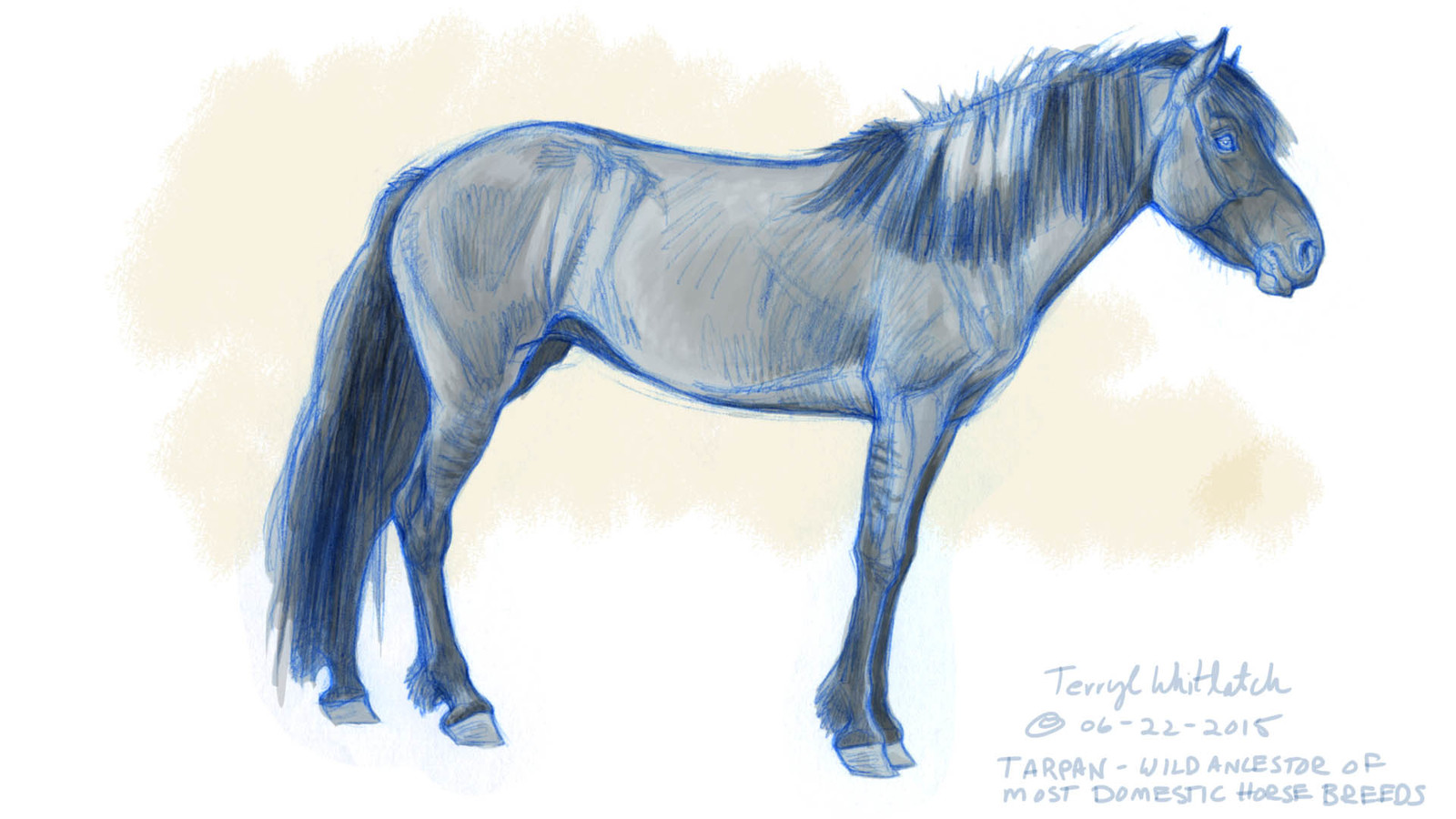 Tarpan sketch