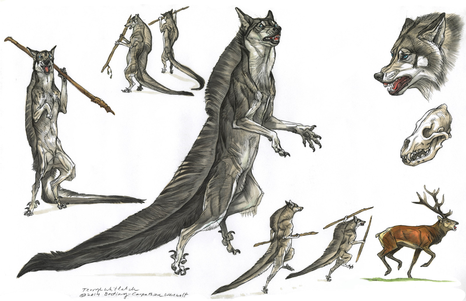 Carpathian werewolf