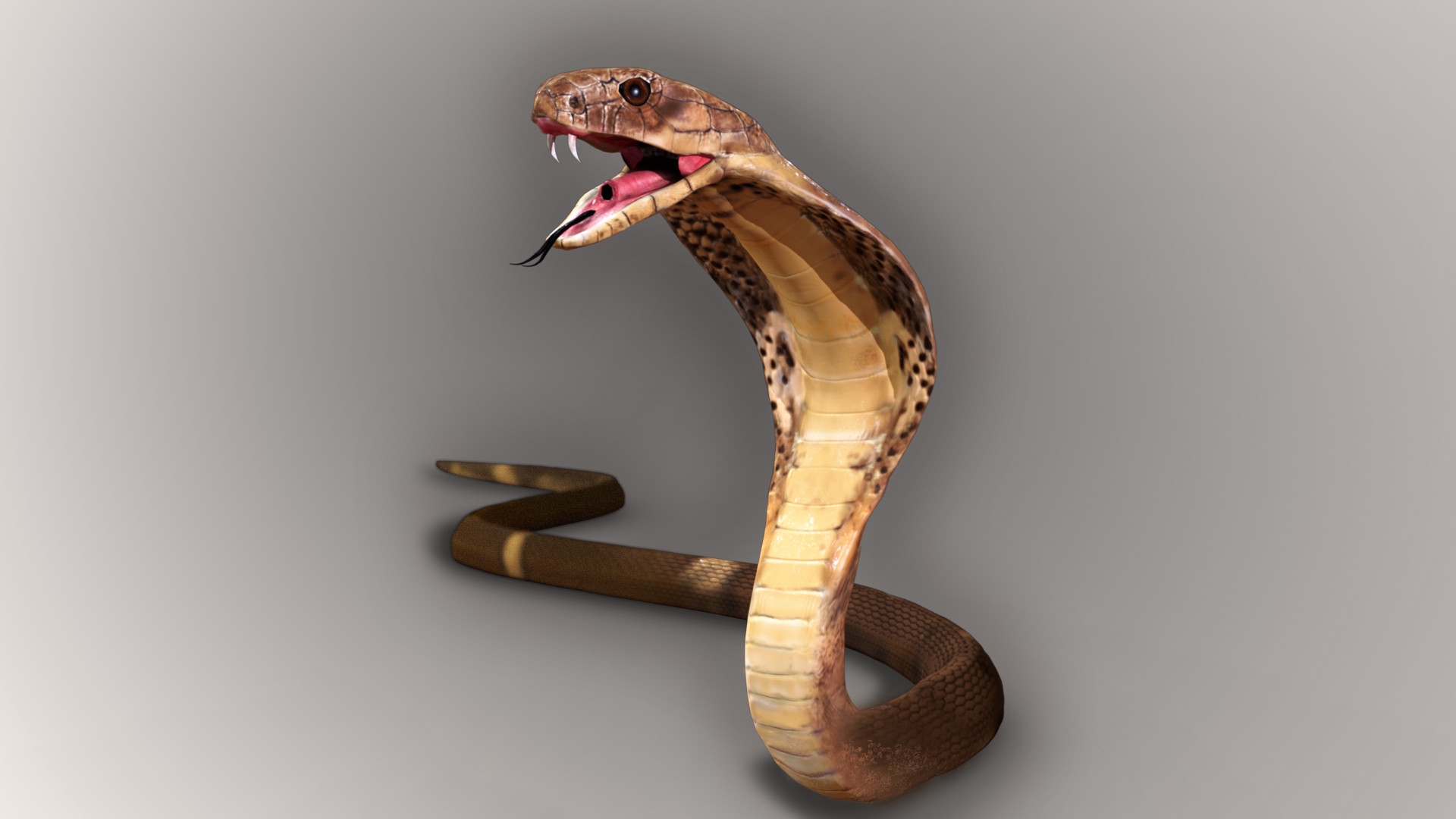 king cobra project francesco furneri