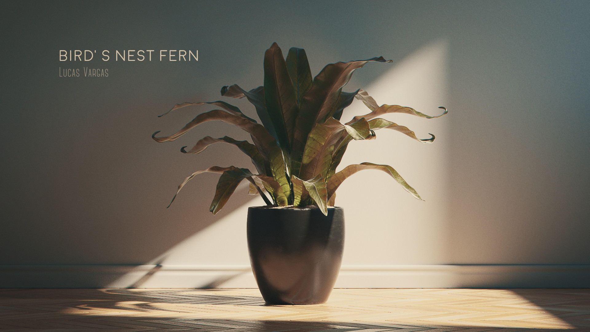 Artstation Bird S Nest Fern Lucas Vargas
