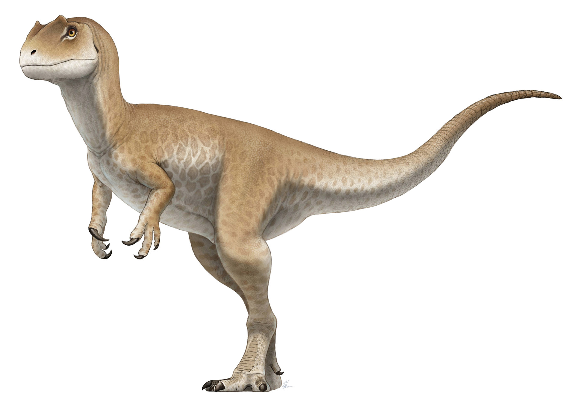 the allosaurus