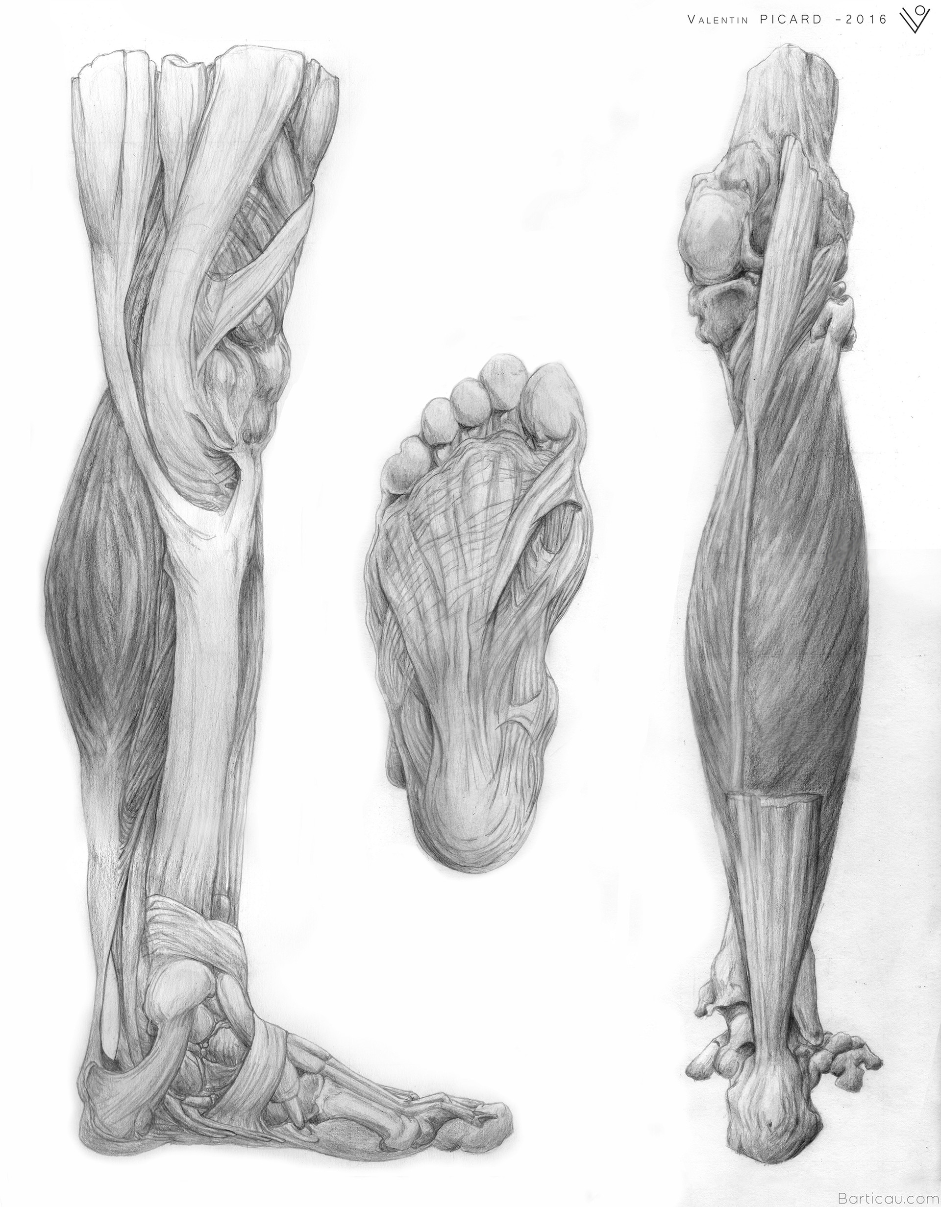 Anatomy of the Human Leg and Hip