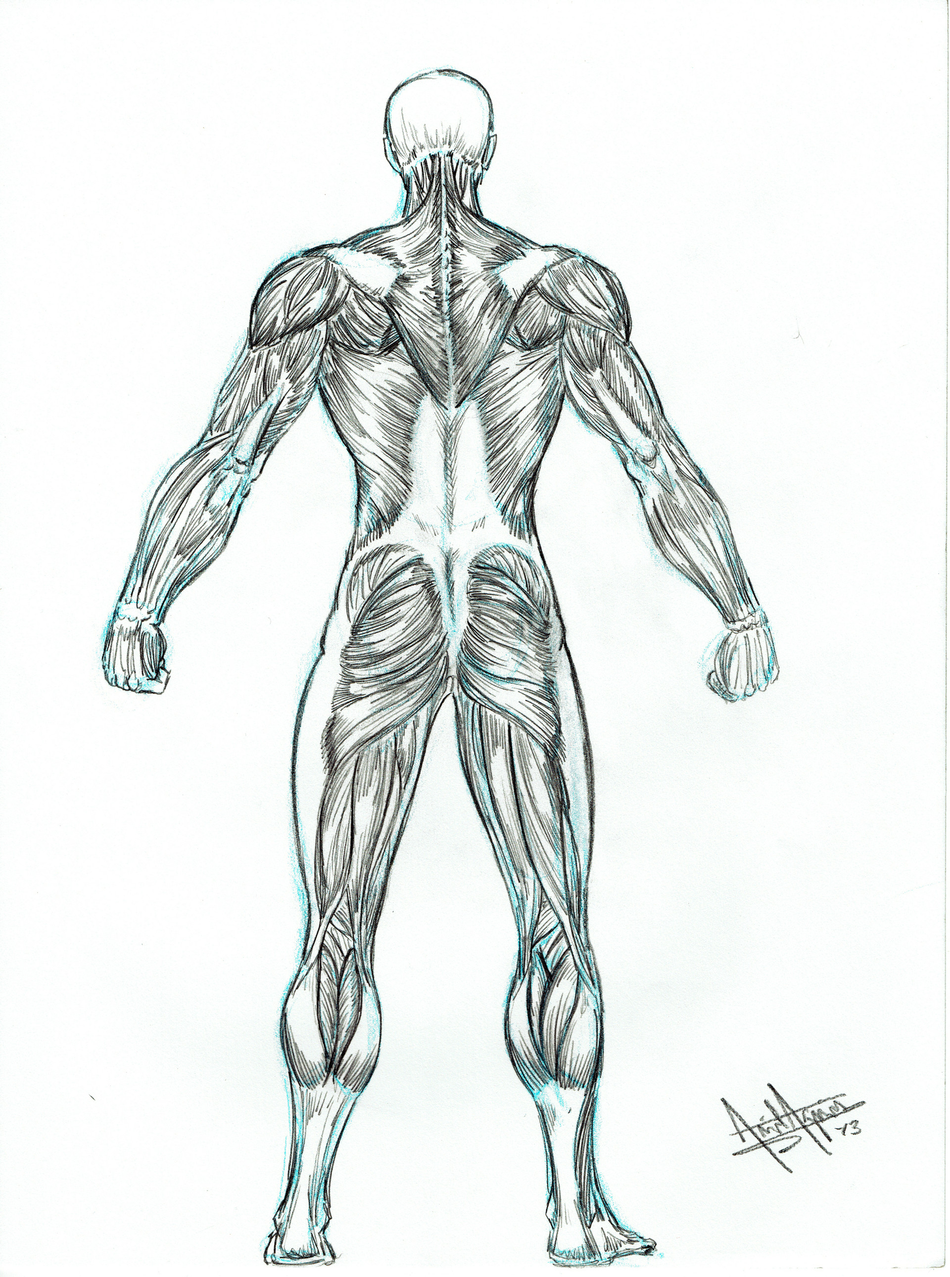 Back Muscles Man Drawing