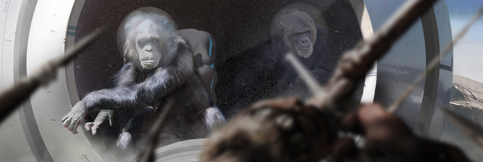 Space Q The Chimpanzee
