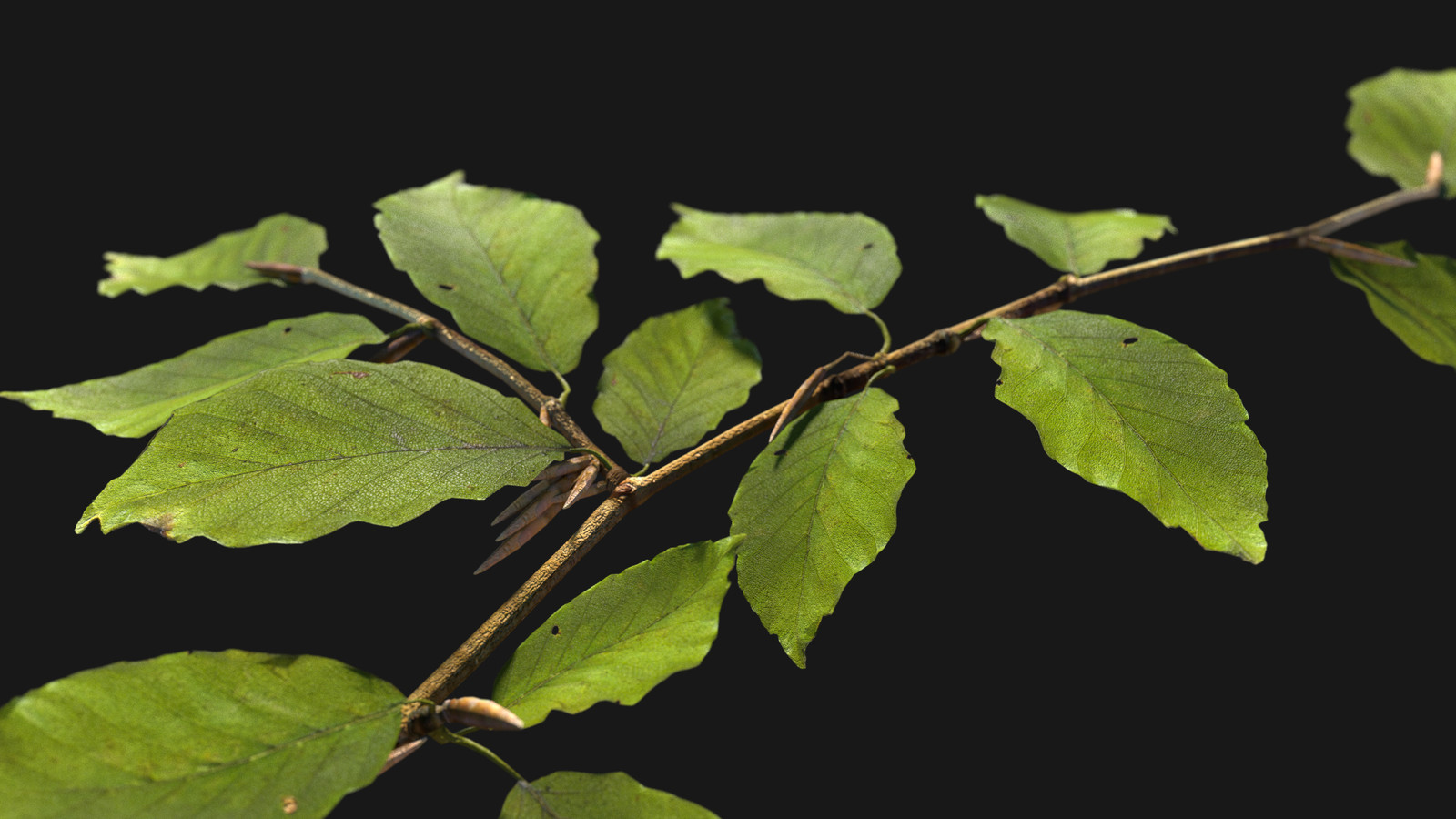 Beech twig