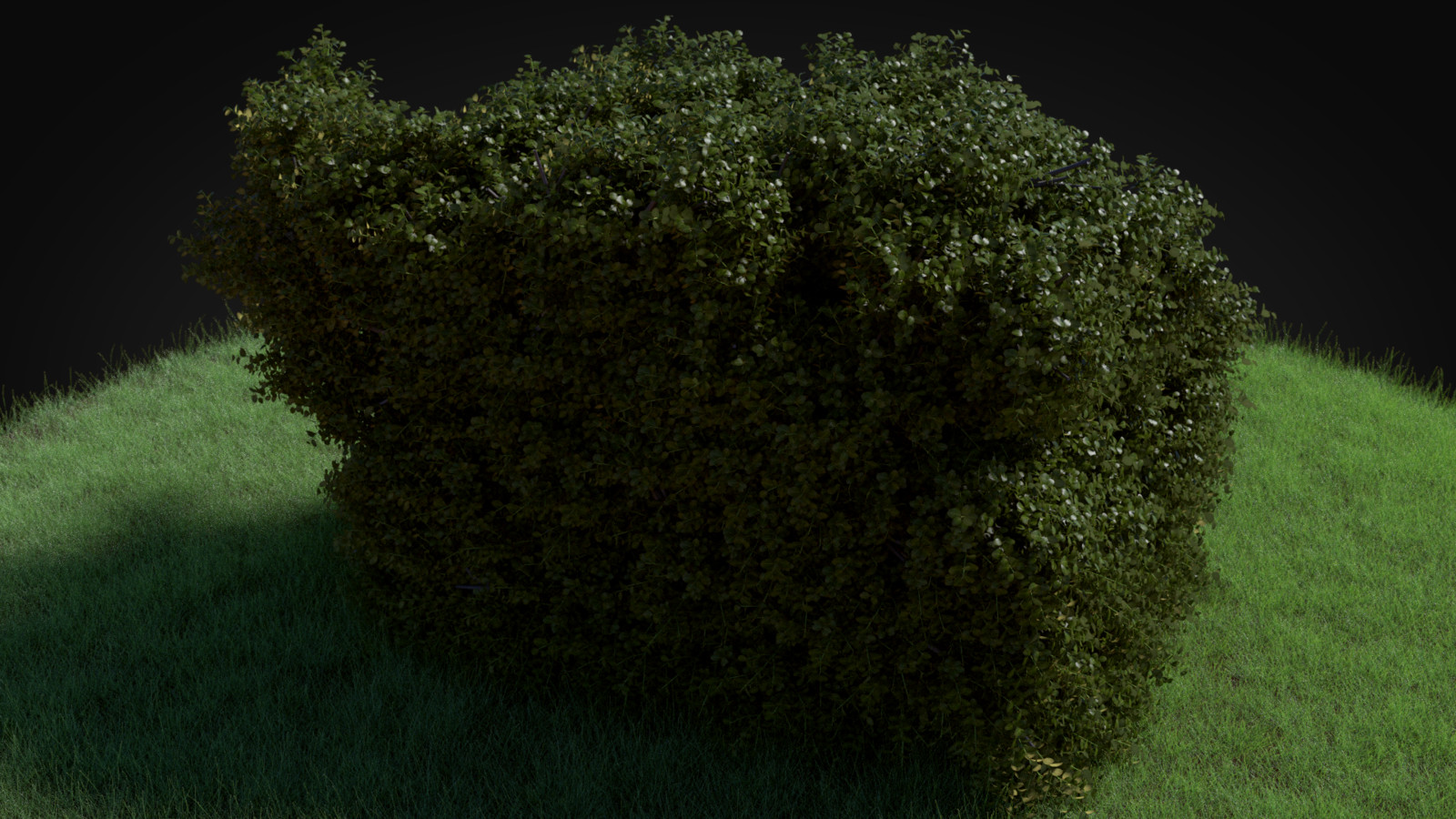 Buxus hedge