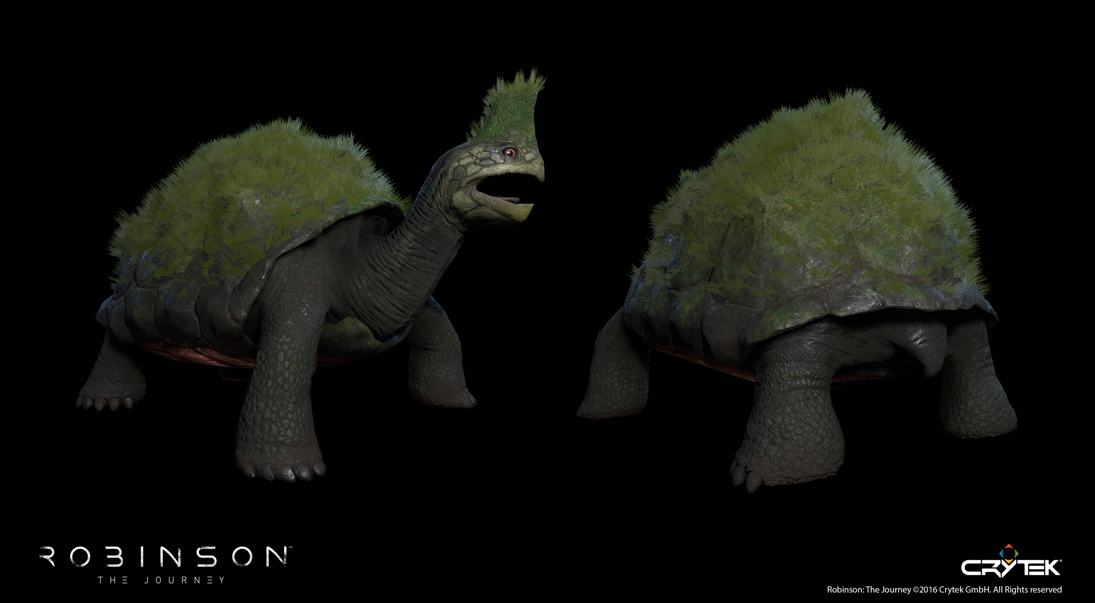 Land Turtle