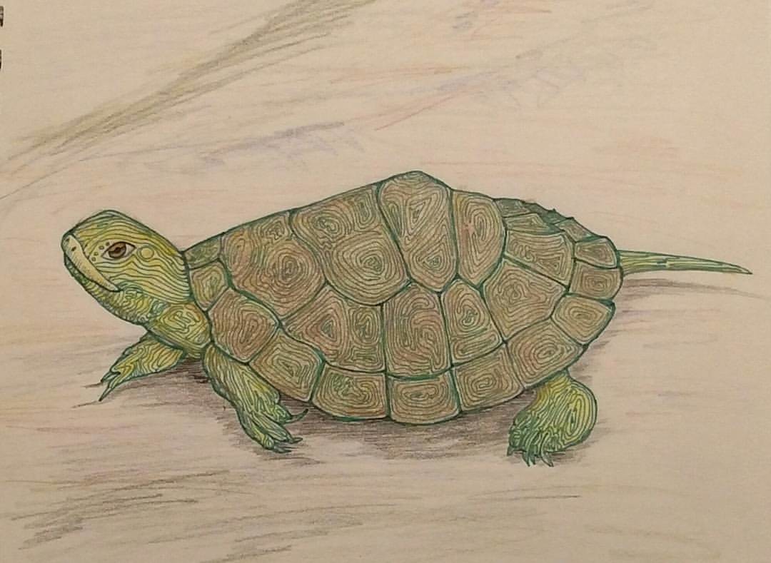 Рисунки черепахи для срисовки