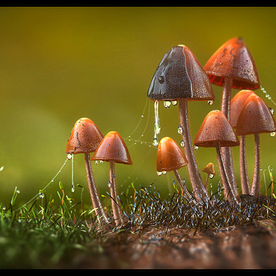 Prasanth chundakkattil mushroom topost