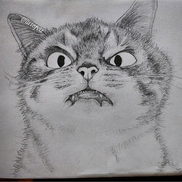 mad cat drawing