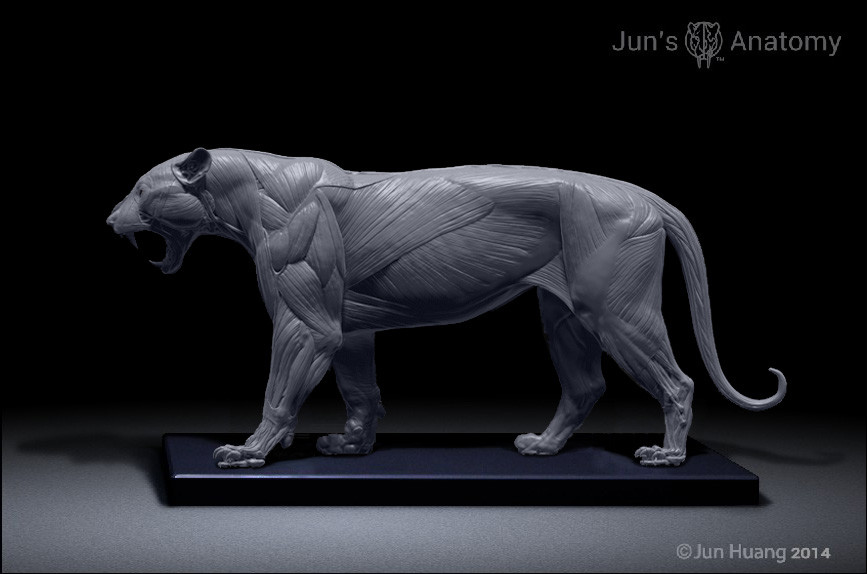 Jun Huang Tiger anatomy model