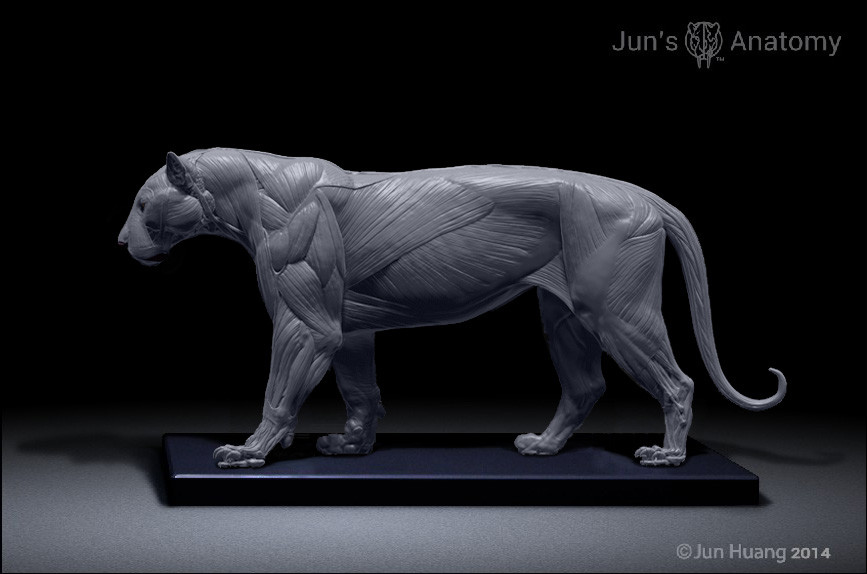 ArtStation - Tiger anatomy model, Jun Huang