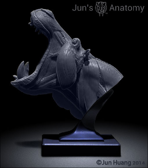 Artstation Hippo Anatomy Model