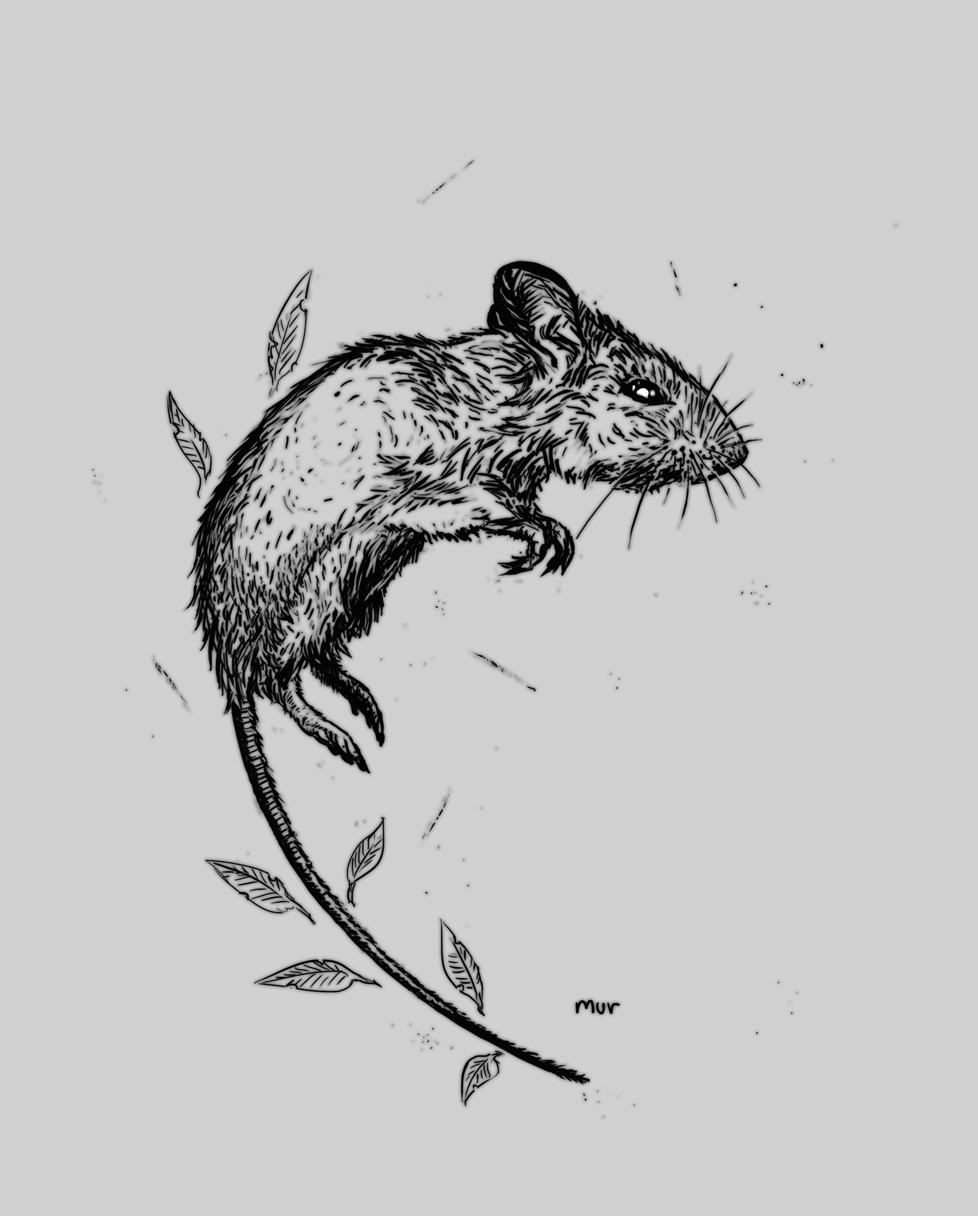 Мышь для графики. Тату крыса эскиз. Стилизованная мышь. Крыса рисунок. Стилизованная крыса.