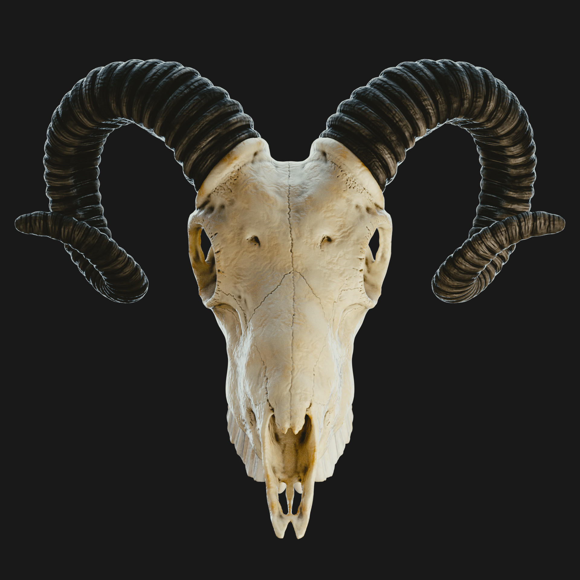 ArtStation - Goat Skull Sculpting (incl. Tutorial)