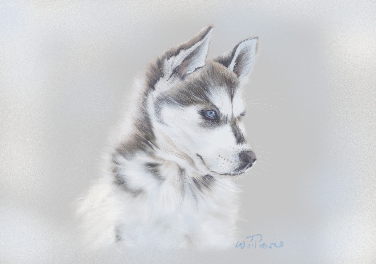 35 Siberian Husky Drawing Stock Video Footage  4K and HD Video Clips   Shutterstock