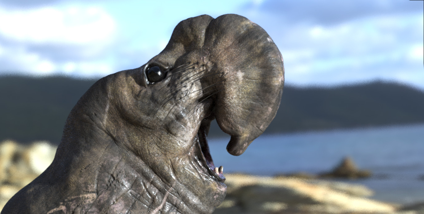 elephant Seal model renered in iRay/Substance Painter