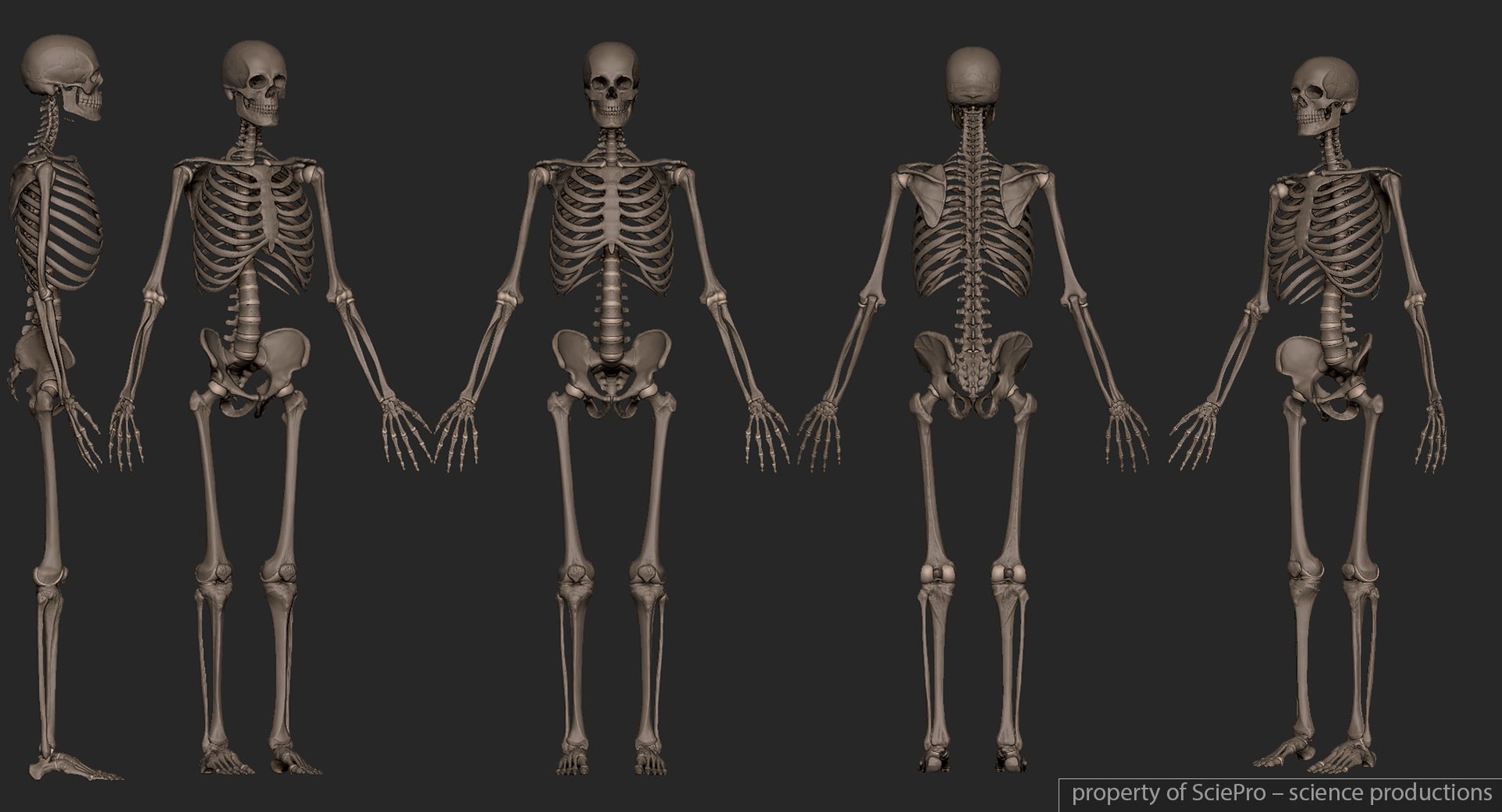 Поверхность скелета. Скелет человека. Скелет референс. Скелет с разных ракурсов. Скелет человека под углом.