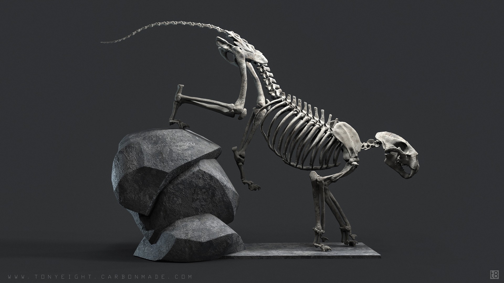 Artstation Big Cat Skeleton Studies