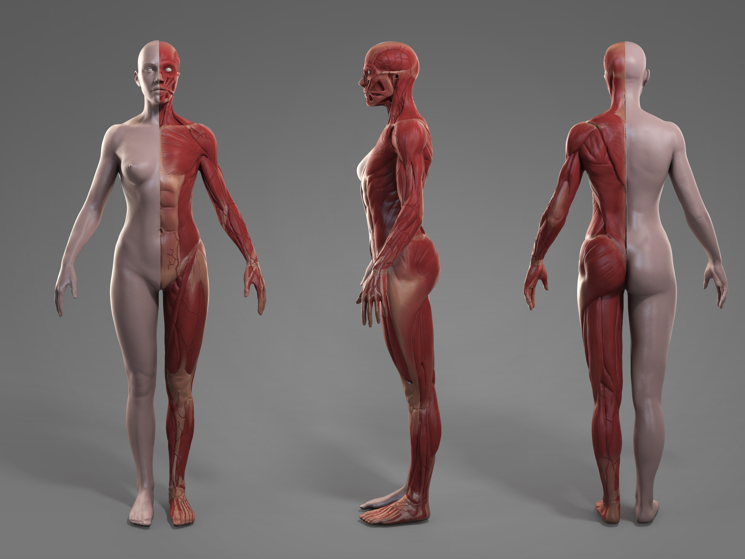 Artstation Anatomy Female Tool Reference For Artists Pascal Ackermann