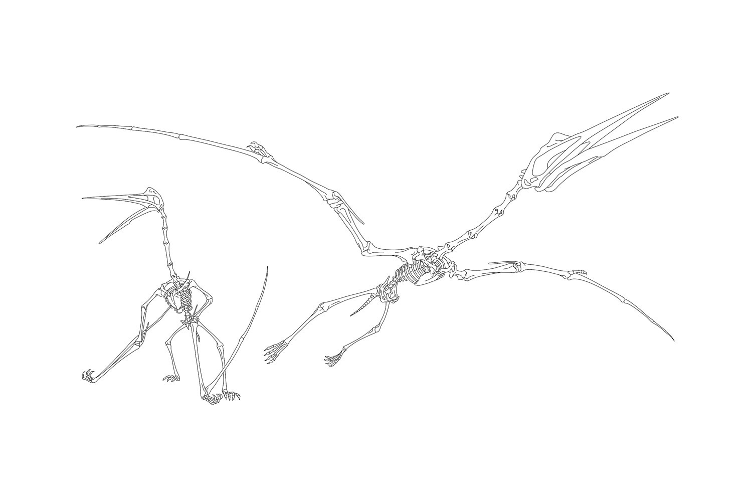 Quetzalcoatlus Skeleton