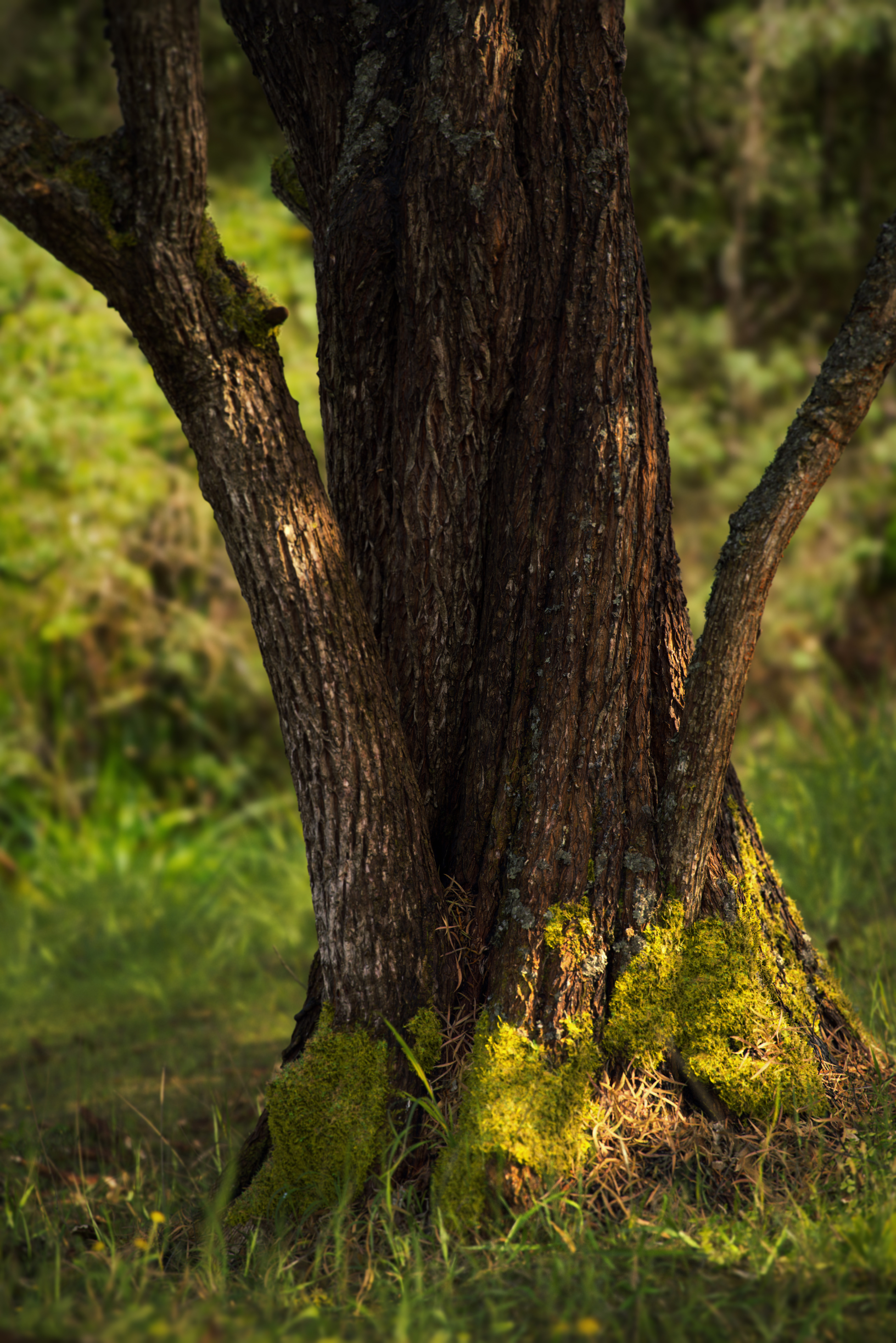 Valley Tree 3