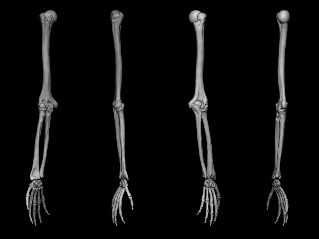 Как выглядит рука скелет ArtStation - Anatomy study part I