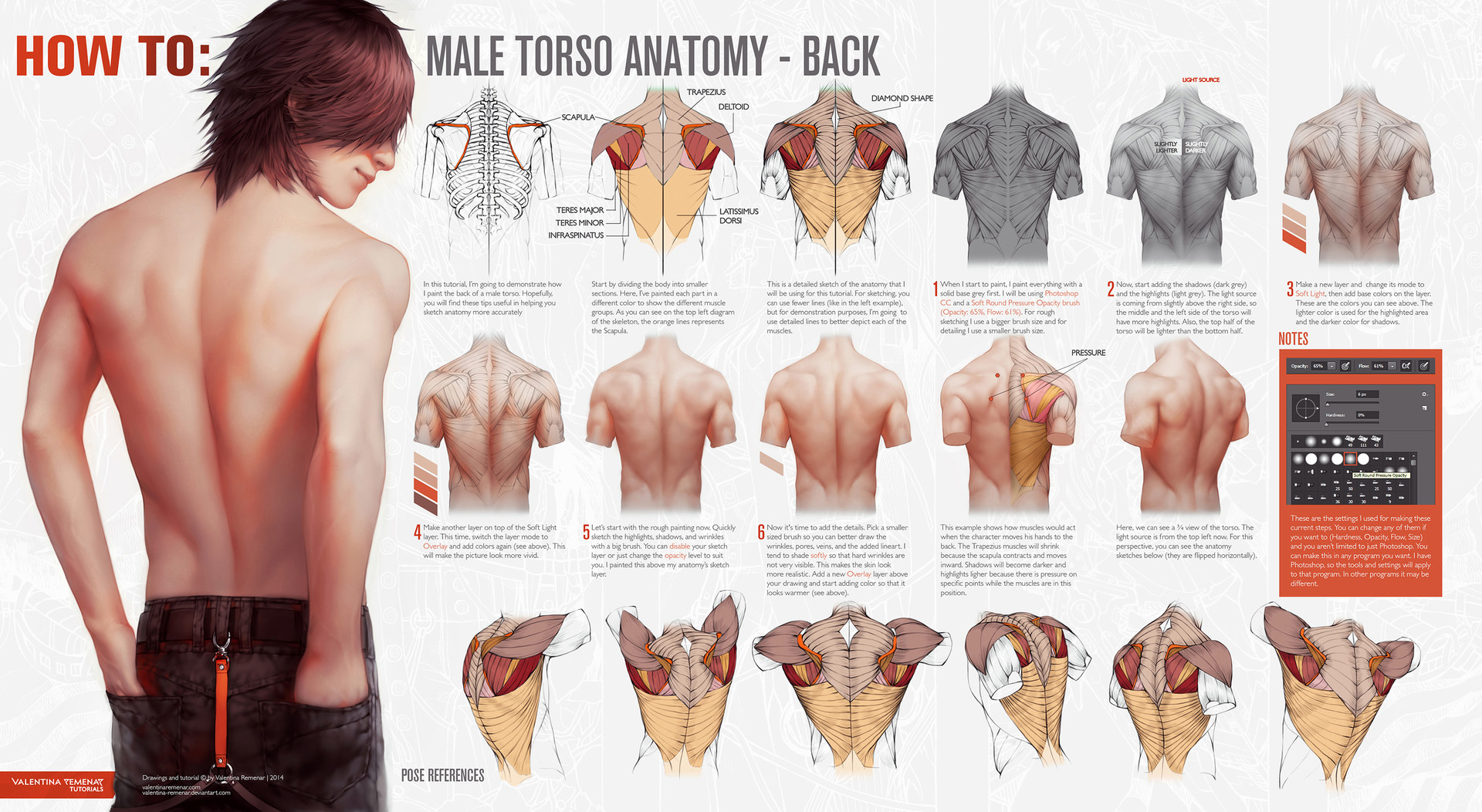 Male Torso Anatomy and Hand References.