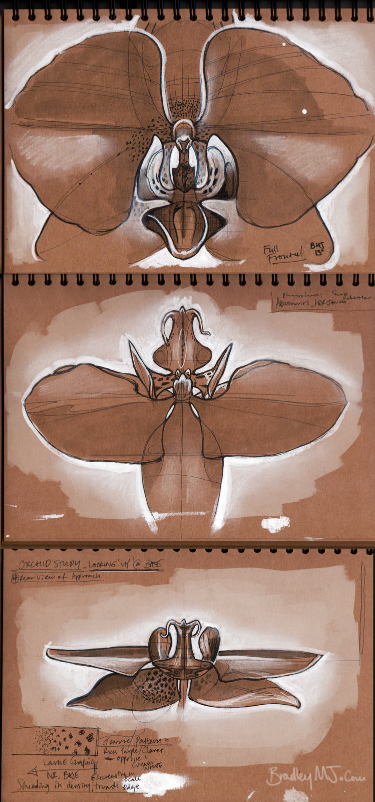 orchid studies from life, traditional mixed media