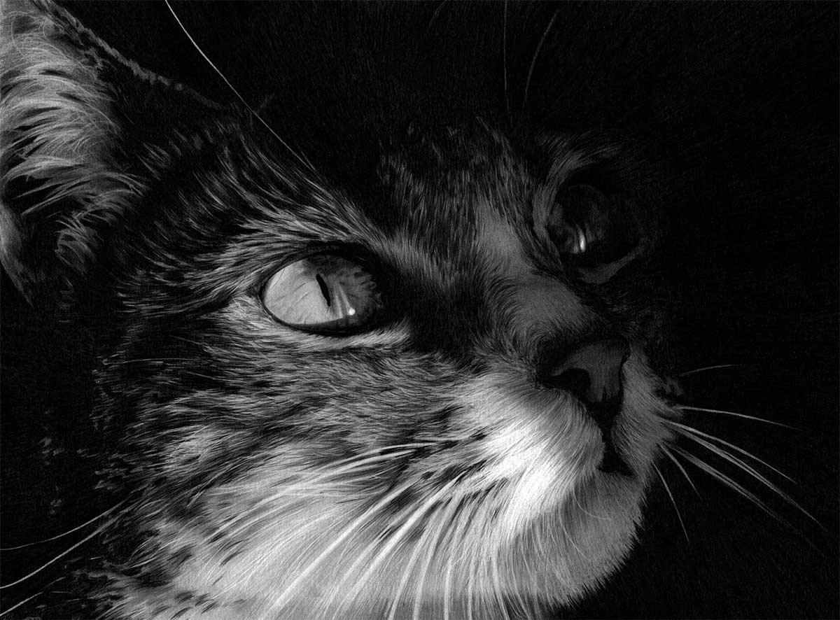 Artstation Cat Pencil Drawing Eyes On The Prize Sophie Lawson