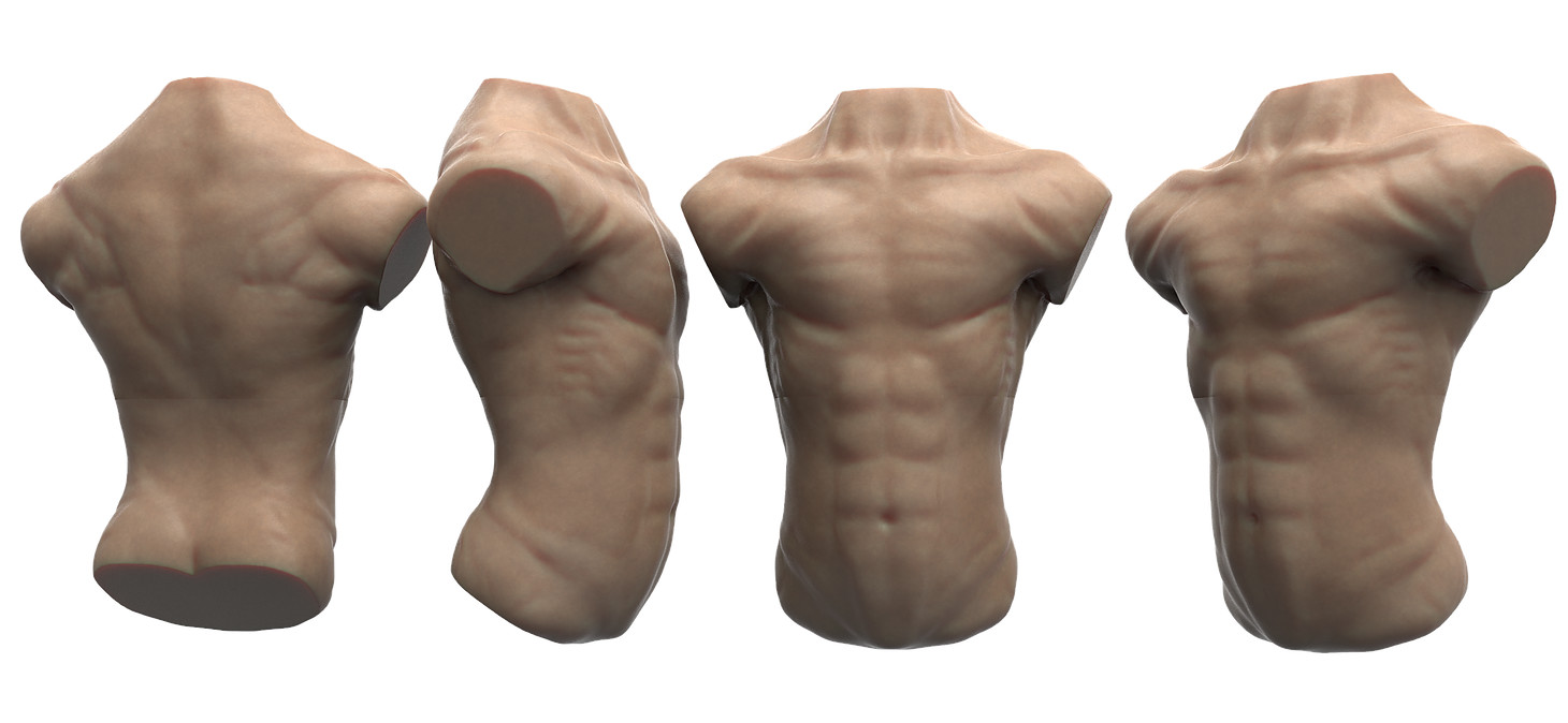 Artstation Anatomy Studies Matthew Brockman