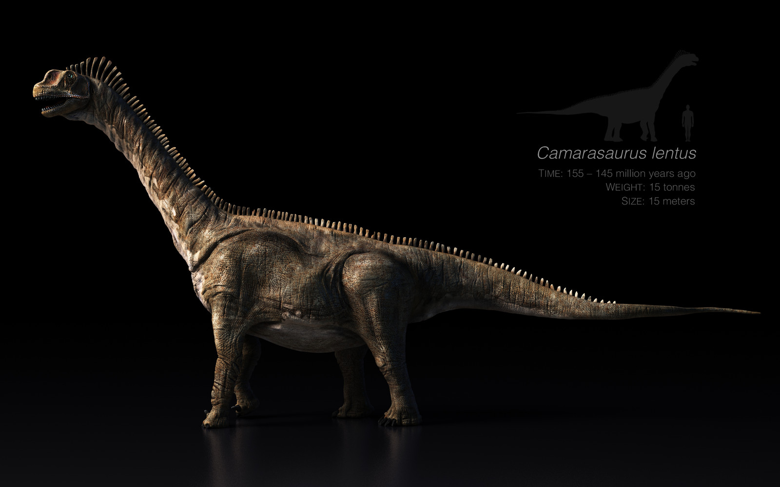 camarasaurus dinosaur