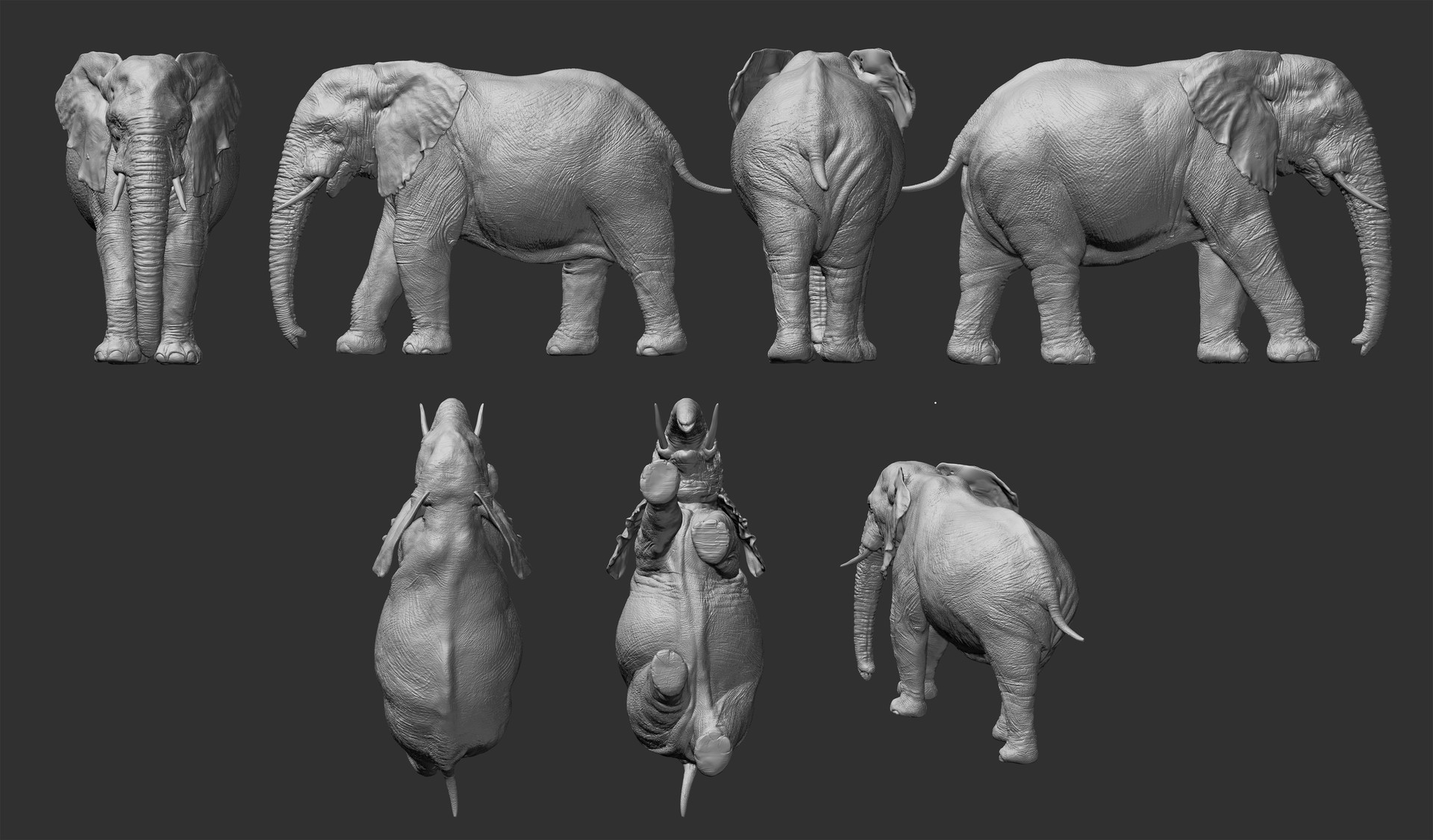 Анатомия животных слон