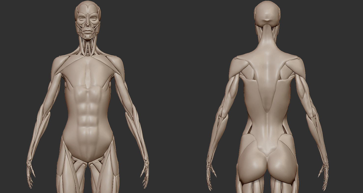 Alexander studies. Ryan Kingslien Anatomy. Робот мар анатомия. Anatomy study. Anatomy 4 Pro Bundle.