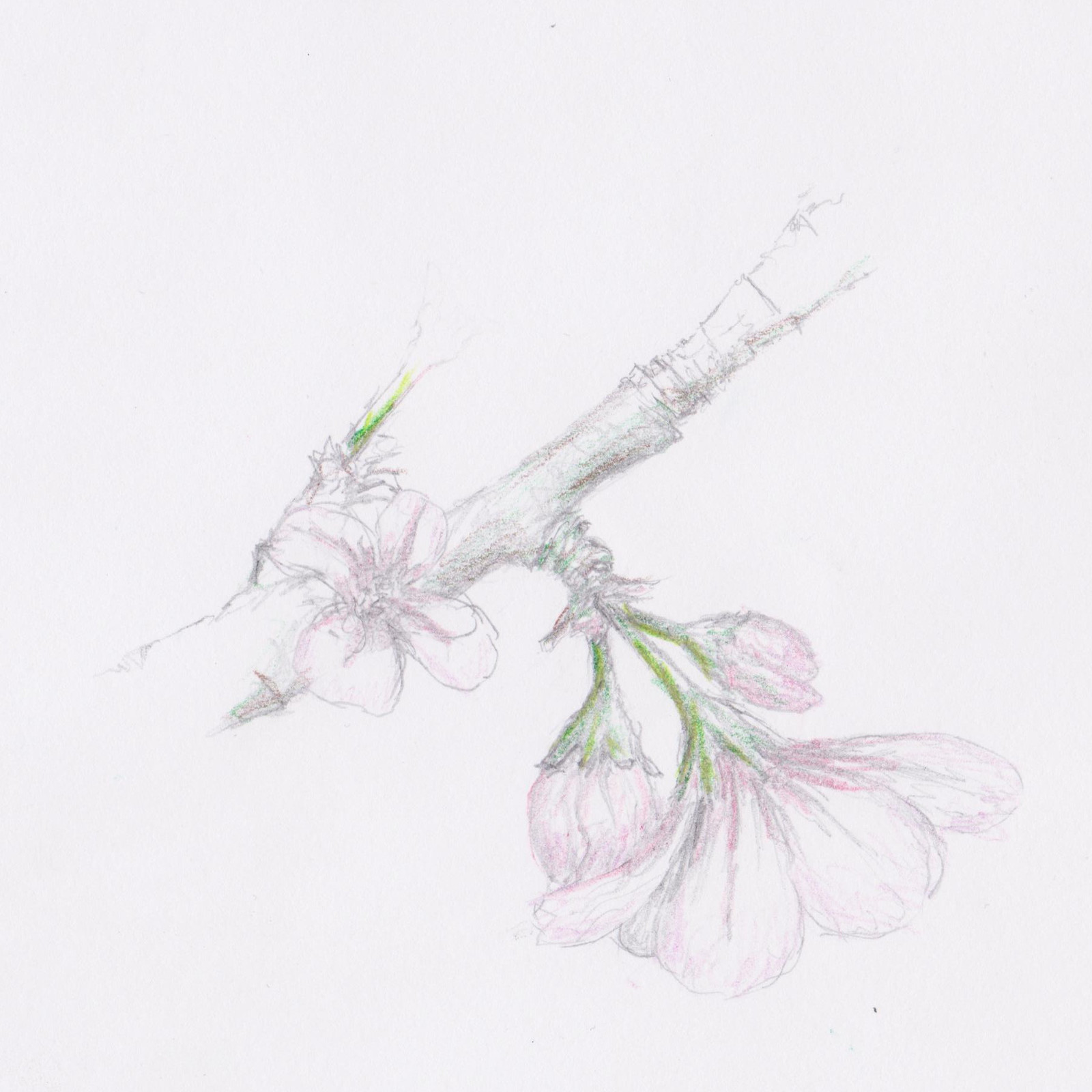 blossoms