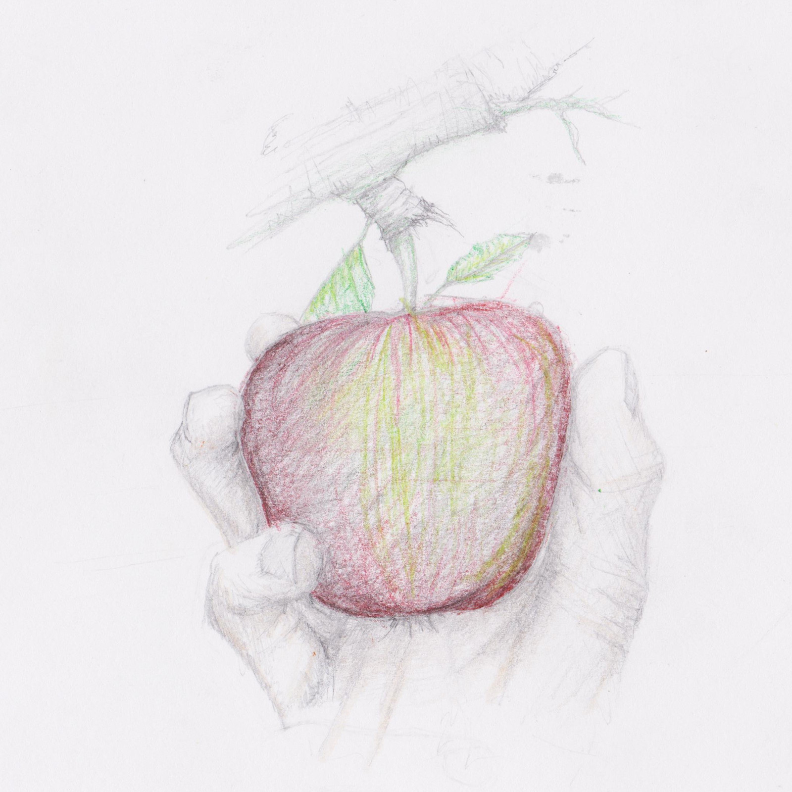 apple gets picked