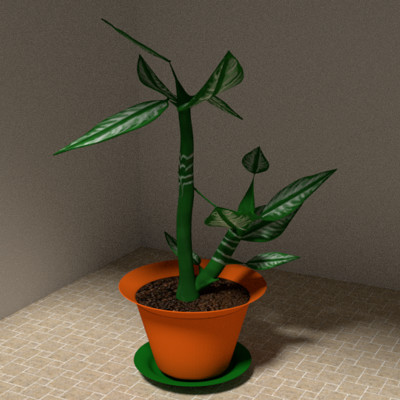 Miracles happen plant