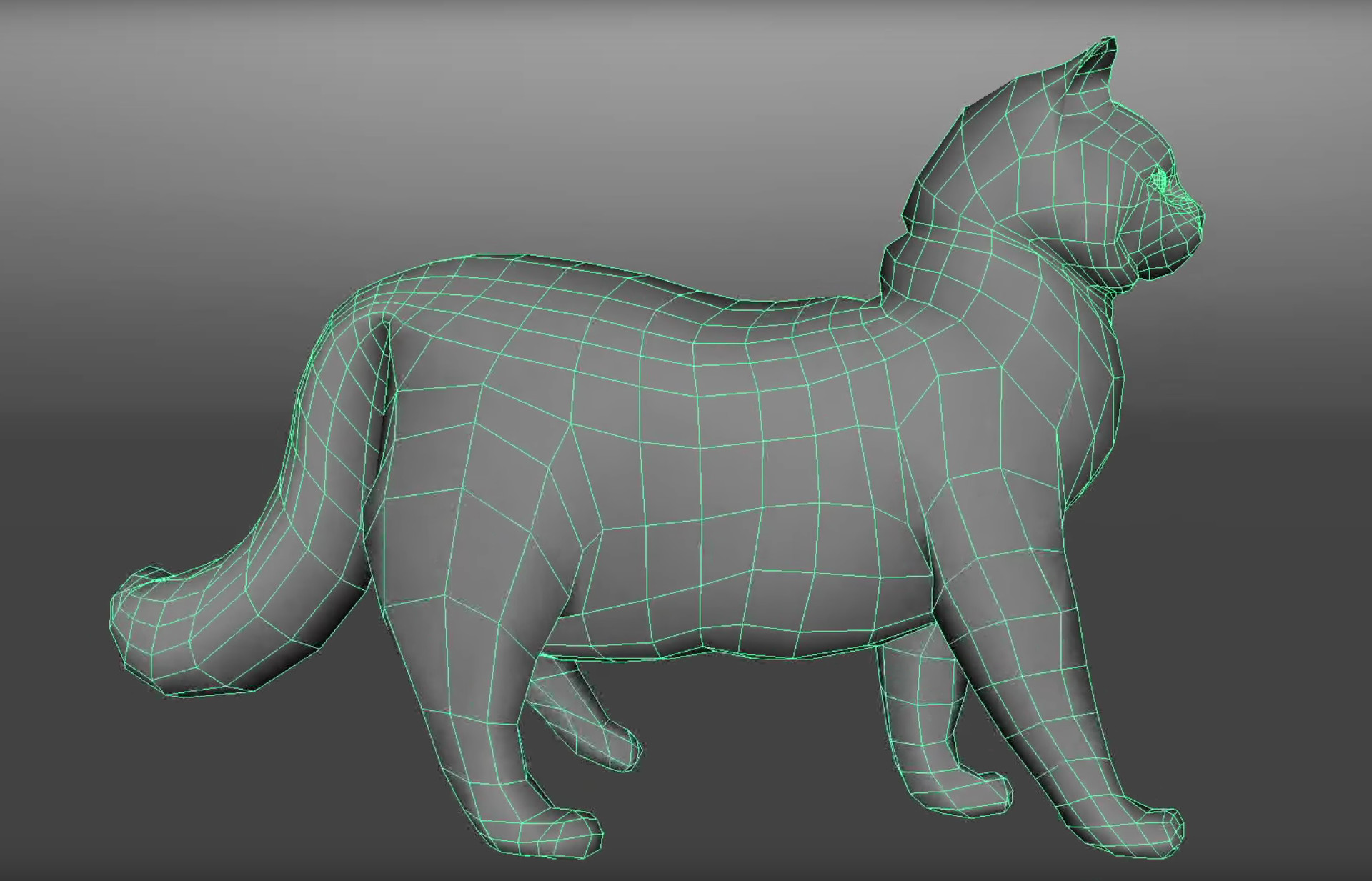 Cindi Parkinson Wahl Java The Cat Model Rig Animation